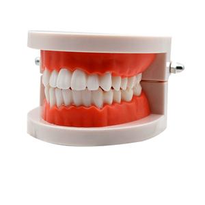 LK-OS2102 Small Teeth Models
