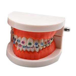 LK-OS2101 Bracket Teeth Model