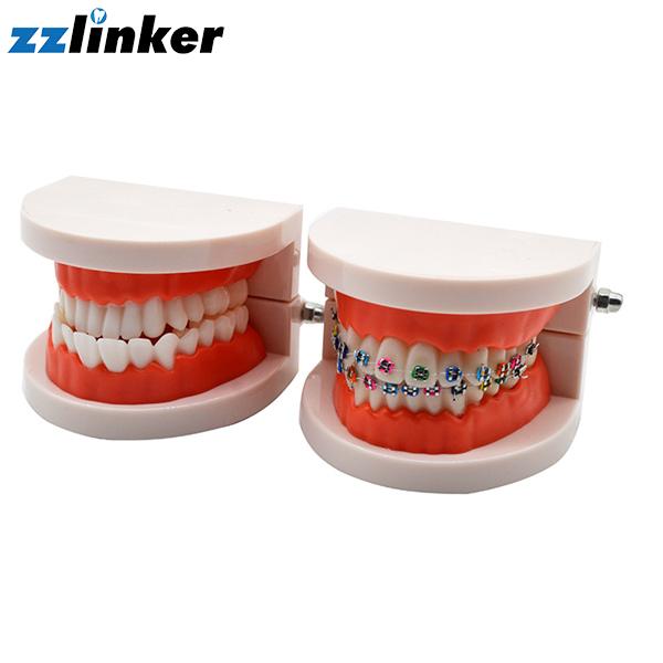 Small Teeth Models