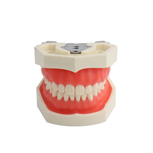 LK-OS201 Replacement Teeth Model