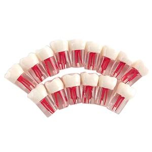 LK-OS2103 Root Canal Practice