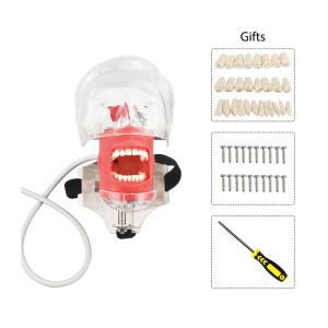 LK-OS25C Dental  Phantom  Head